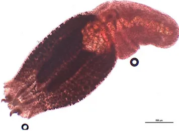 Figure 2. Life cicle of Alaria alata. 