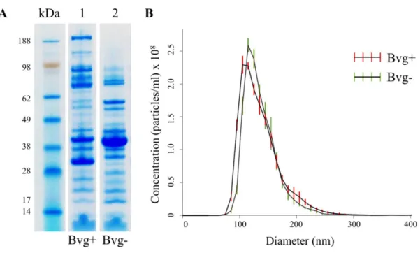 FIG.  2.  SDS-PAGE  and  nanoparticle  tracking  analysis  of  OMV  samples  from  BP536  and  BP537