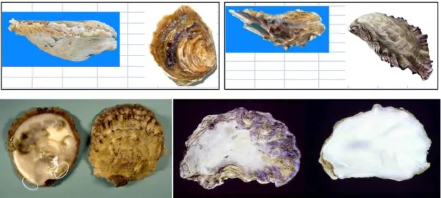 Figura 25. Ostrea edulis (immagini sulla sinistra, in evidenza le aree con i dentelli) si distingue da  Crassostrea gigas  (immagini  sulla  destra)  per  la  presenza,  vicino  l’umbone,  di  una  sottile  crenulatura  all’interno  della  conchiglia,  det