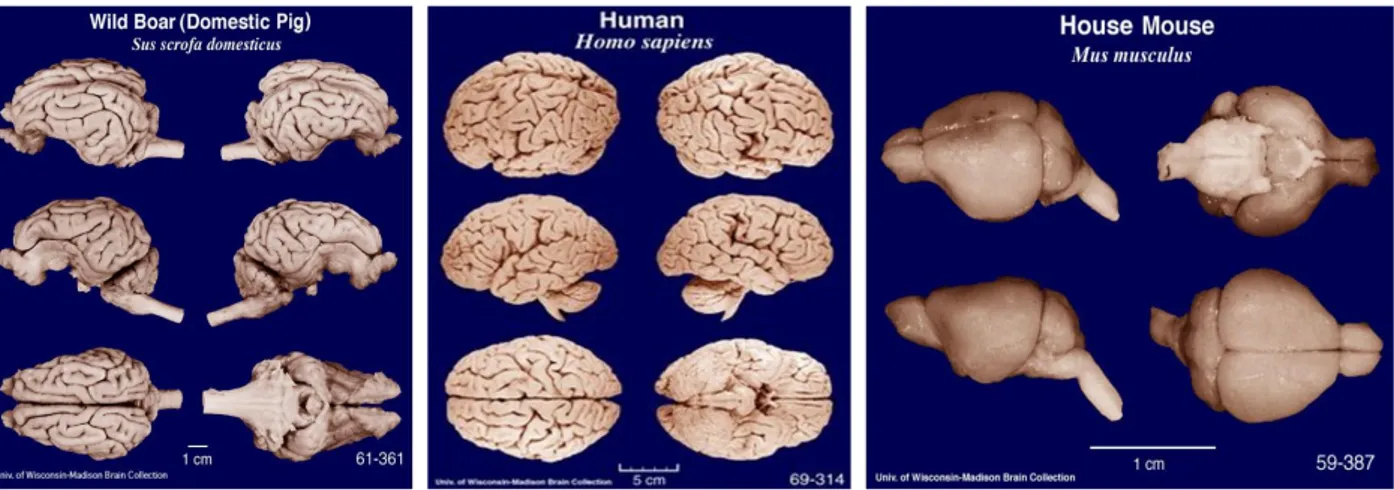Figure taken from University of Wisconsin-Madison brain collection (http://neurosciencelibrary.org/)