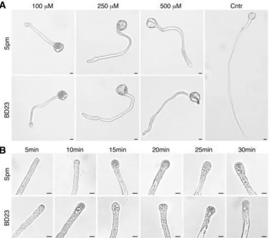 FIGURE  6.  Morphological  changes  in  pollen  tubes  treated  with  different  concentration  of  Spm and BD23