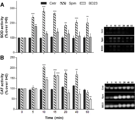 FIGURE 9. Spm and BD23 stimulate the antioxidant  machinery.  Effect of Spm and  BD23 on SOD  (A)  and  CAT  (B)  enzymes  over  time