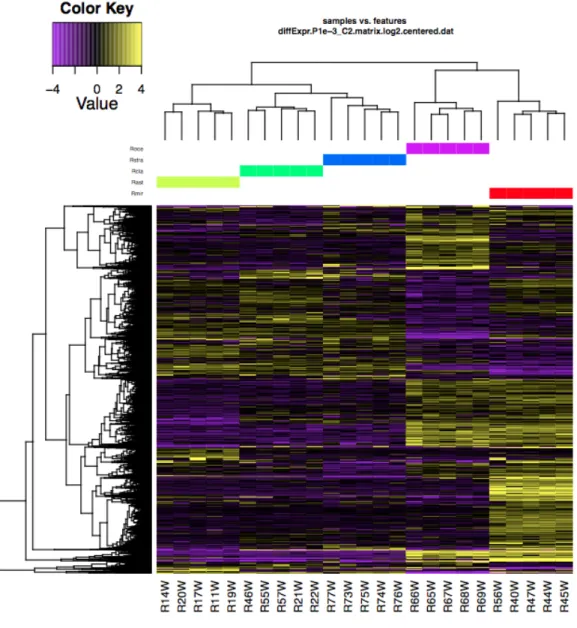Figure	12	 Heatmap	representing	the	up-regulated	(in	yellow)	and	down-regulated	genes	(in	purple)	 for	vwntral	white	 skin	tissues	 across	 species.	Their	correlation	 is	 described	at	both	individual	level	 (clusters	on	the	top	of	the	map)	and	at	the	gene