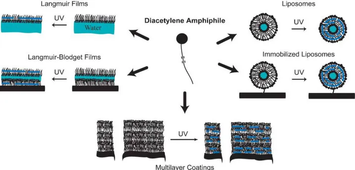 Figure 2. Diacetylene amphiphiles with a polar headgroup and diacetylene tail(s) form a variety of self assembled  structures that can be photopolymerized 19 .