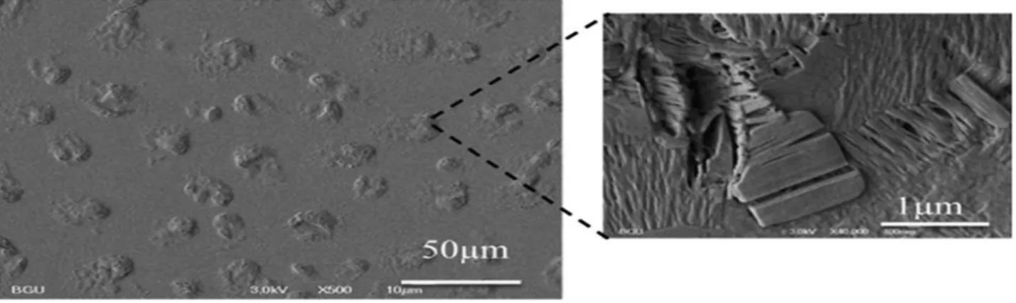 Figure 6. Dip-coated PDA/sol–gel film. SEM image showing the protruding PDA domains within the sol–gel matrix 34 