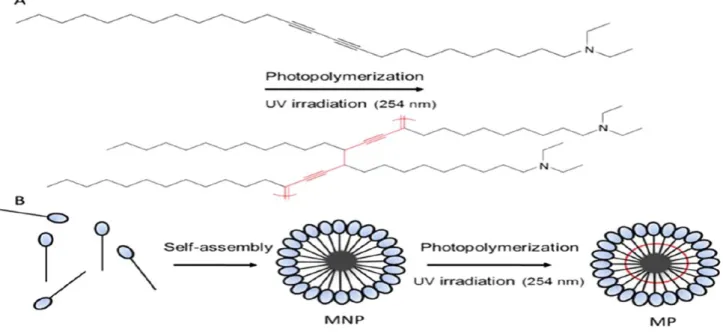 Figure 7. Cationic PDA micelles for gene delivery. Photopolymerization of the diacetylene–surfactant (A) and its  micelle organization (B) 34 