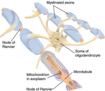 Figure  2.4:  Oligodendrocyte  and  myelin  sheath:  oligodendrocytes  insulate  neuronal  axons,  speeding-up  electrical  transmission (58) 
