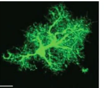 Figure  2.5  Protoplasmatic  astrocytes  from  mouse  neocortex.  Noteworthy,  the  complexity  of  astroglial  processes virtually covering all the CNS synapses and  perivascular interfaces (53)