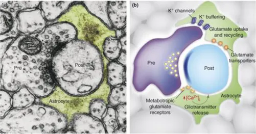 Figure  2.6  Astrocytes  modulate  neuronal  activity  by  releasing  different  transmitters