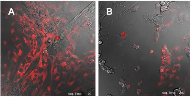 Figure 2. Co-culture assay of FNPs loaded MSCs with U2OSTubRFP cells seeded in a 1:5 ratio before A) and  after B) photoactivation