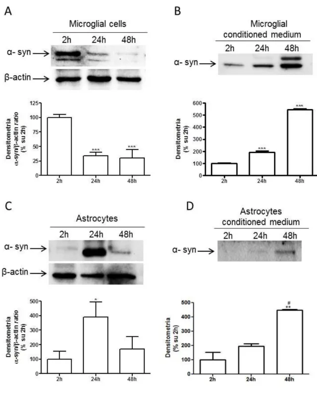 Fig.  14.  α-synuclein  expression  in  rat  primary  microglia,  astrocyte  and  cerebellar  granule neuron (CGNs) cultures