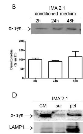 Fig. 16. α-synuclein release via extracellular vesicles (EVs).  