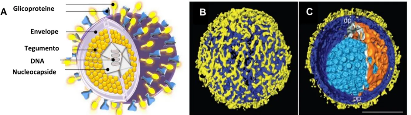 Fig.  1.2  -  Struttura  dei  virioni  di  HSV-1.  A)  Rappresentazione  schematica  del  virione  di  HSV-1  e  dei  suoi  componenti:  il  nucleocapside  contenente  il  genoma  virale  circolare  dsDNA,  il  capside  icosaedrico,  il  tegumento  amorfo 