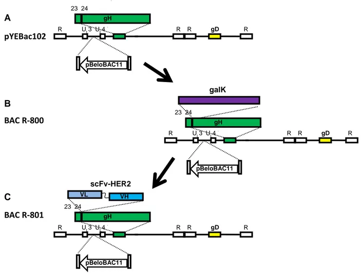 Fig. 3.6 - Rappresentazione schematica della generazione del BAC R-801. A-B) La cassetta galK è stata inserita  tra gli aa 23 e 24 della gH del BAC pYEBac102, generando l’intermedio BAC 800