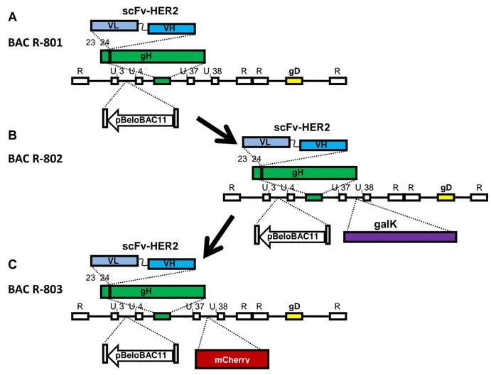 Fig. 3.7 - Rappresentazione schematica della generazione del BAC R-803. A-B) La cassetta galK è stata inserita  tra  regione  intergenica,  tra  UL37  e  UL38  (coordinate  84156–84157  del  genoma  di  HSV-1  F)  del  BAC  R-801,  generando l’intermedio B