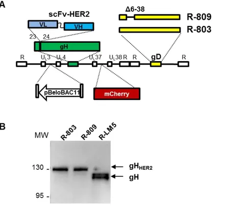 Fig. 4.1.1 – Rappresentazione schematica dei genomi di R-803 ed R-809 ed espressione della chimera gH HER2 