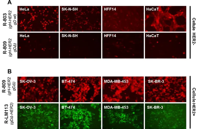 Fig.  4.1.3  –  R-809  infetta  specificatamente  cellule  umane  HER2  positive.  A-B)  R-809,  ma  non  R-803,  infetta  specificatamente  cellule  umane  HER2  positive