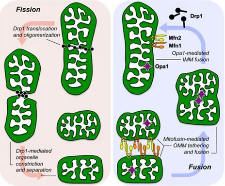 Figure 1. Molecular mechanism of mitochondrial fission and fusion. The three molecular drivers of fission and  fusion  are  shown  as  they  associate  with  a  normal  mitochondrion