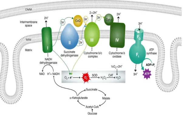 Figure 2. The mitochondrial electron transport chain and its association to ROS production