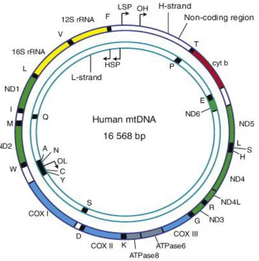 Figure 3.    The human mitochondrial genome. The human mitochondrial genome consists of 16569 base  pairs and contains a heavy (H-strand) and light-strand (L-strand)