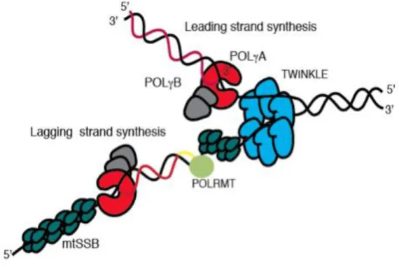 Figure 4. The mtDNA replication machinery. The TWINKLE helicase (blue) moves in a 5' to 3' direction  while unwinding dsDNA