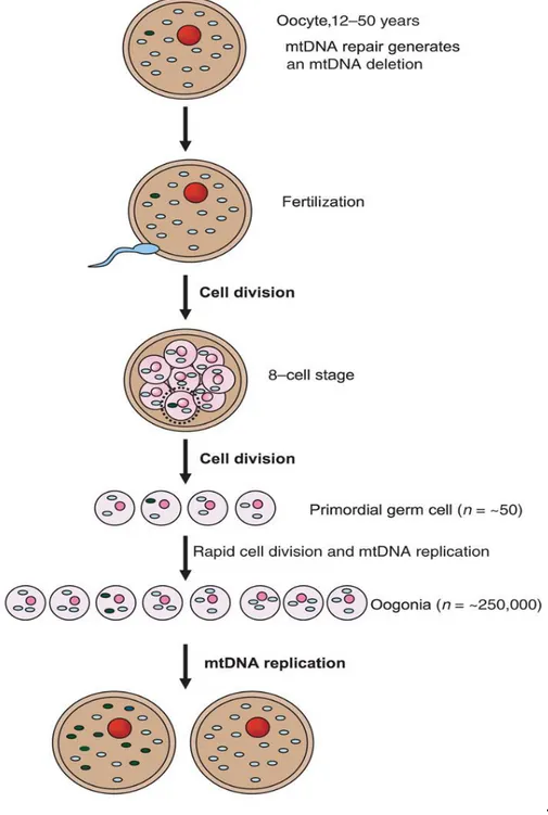Figure 5. Illustration of a model for existence of sporadic mtDNA deletions in the oocyte
