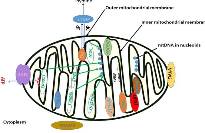 Figure  6.  Mendelian  disorders  of  mtDNA  maintenance associated  with  multiple  mtDNA  deletions