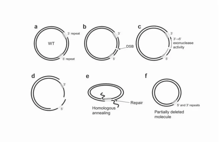 Figure 8. Illustration of suggested model for generation of mtDNA deletions during the process of mtDNA  repair