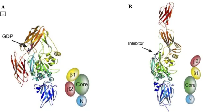 Figure  2. X-ray crystal structures of two conformations (open and closed) of human TG2 in complex with GDP in β1- β1-barrel (A) and with peptidic inhibitor in the active site (B) 11 