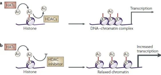 Figure 5. Effect of HDAC inhibitors on chromatin remodelling and transcription 60 . 