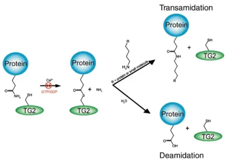 Figure 1. TG2 transamidation and deamidation catalytic mechanism 7 . 