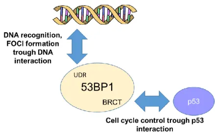 Figure 6: 53BP1 has two structural and functional domains. 1) The UDR domain leads 53BP1  to be rapidly relocated at DNA damage site after cellular exposure to ionizing radiation (IR); 2)  the  tandem  BRCT  (BRCA1  C  terminus)  motif,  through  which  53
