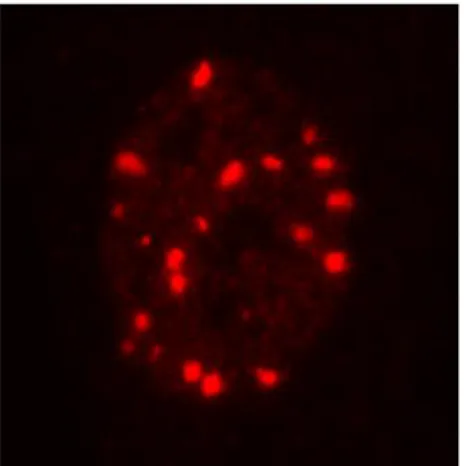 Figure 8: Representative  image of 53BP1 foci in a  human primary fibroblast. 