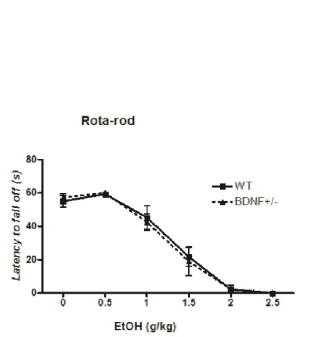 Figure  8.  EtOH  treatment  progressively  impairs  motor  performance  of  WT  and  BDNF+/−  mice