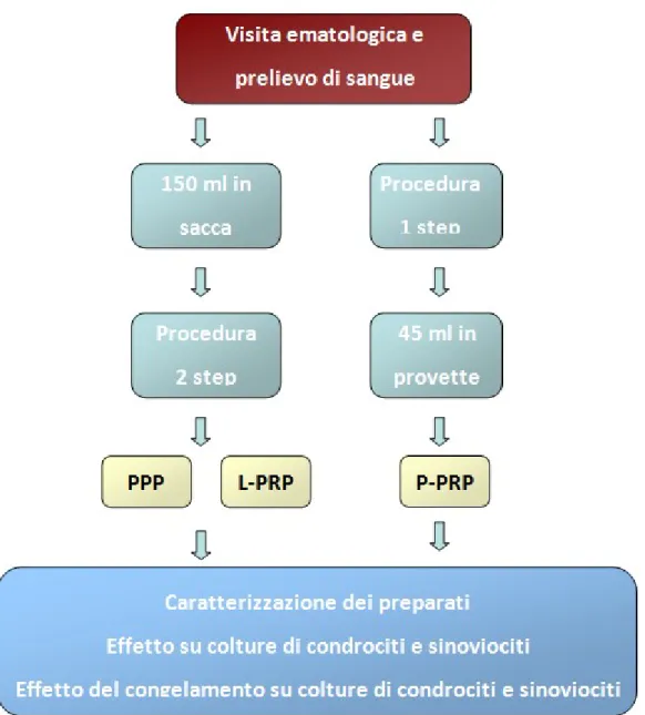Figura 2: Schema della raccolta di sangue dai donatori e preparazione dei due PRP 