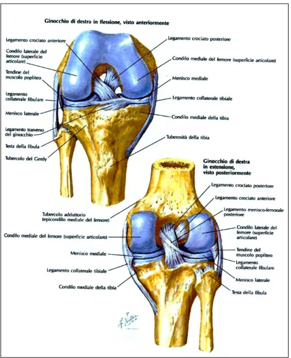Fig. 2.2 - Anatomia del ginocchio: legamenti crociati, legamenti collaterali e menischi