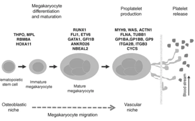 Figura 1- Rappresentazione schematica della megacariocitopoiesi e della produzione piastrinica 75 