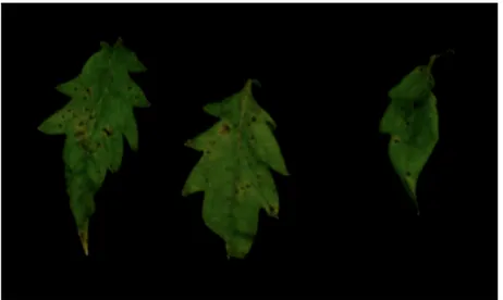 Figure  3.  Bacterial  leaf  spot  severity  caused  by  Xanthomonas  vesicatoria  strain  IPV-BO  2684 experimentally inoculated on tomato plants under greenhouse conditions