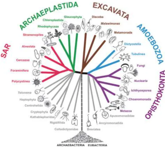 Fig. 2 Schema grafico delle relazioni filogenetiche tra eucarioti che riflette la classificazione adottata da Adl  et  al