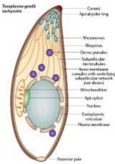 Fig.  3  Disegno  schematico  di  tachizoite  di  Toxoplasma  gondii  con  indicati  gli organelli del complesso apicale 