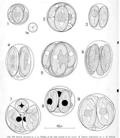 Fig. 5 Diversi morfotipi di oocisti di Eimeria spp. descritte da ospiti ittici (Molnár e Hanek, 1974)  Fig