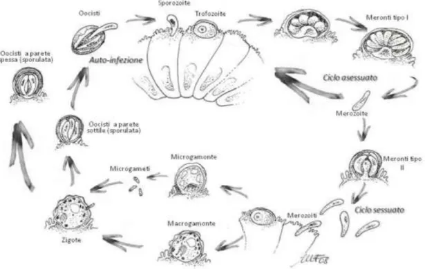 Fig. 11 Ciclo biologico di Cryptosporidium spp. 