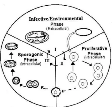 Fig. 13 Fasi principali del ciclo biologico dei microsporidi (da Cali et al., 2011) 