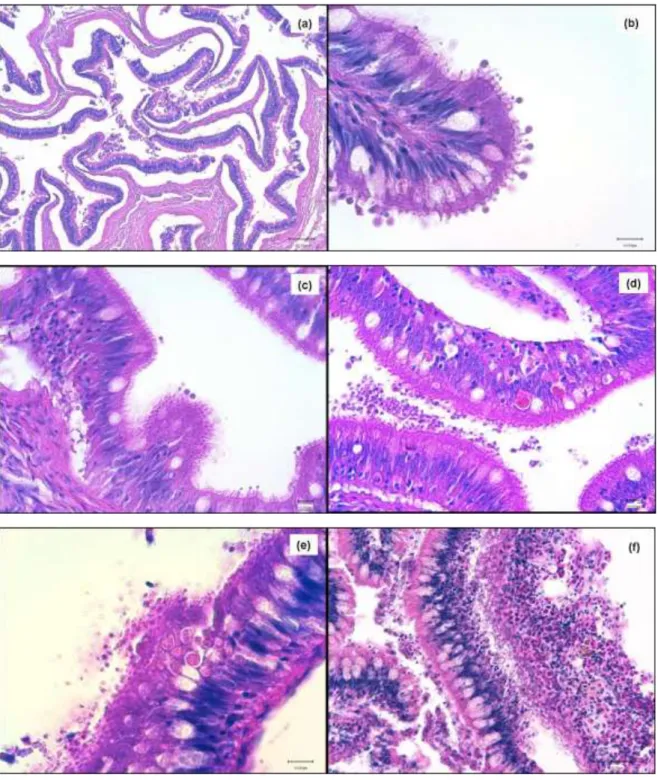 Fig.  17  Intestino,  rombo:  (a)  marcato  danno  alla  mucosa  con  distacco  dalla  sottomucosa  sottostante;  (b)  forme  extra-citoplasmatiche  di  Cryptosporidium  scophthalmi  sulla  mucosa  infetta;  (c)  forme  intra  ed  extra-citoplasmatiche  co