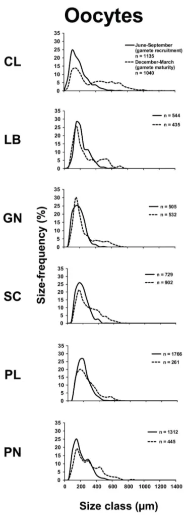 Figure 2. Oocyte size/frequency distribution in the recruitment and maturity periods. Distribution of the oocytes size during gamete recruitment period (solid line) and gamete maturity period (dashed line).