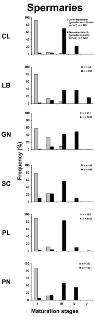 Figure 3. Spermary frequency distribution in the recruitment and maturity periods. Distribution of the maturation stages during gamete recruitment period (gray histogram bars) and gamete maturity period (black histogram bars).