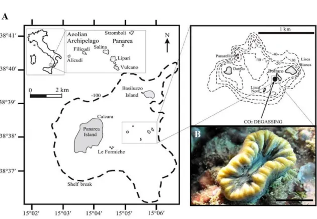 Figure 1. (A) Map of the experimental field. Located off the  southwestern coast of Italy, near Panarea Island,  there  is  underwater  volcanic  vent  releasing  persistent  gaseous  emissions  (98–99%  CO 2   without  instrumentally  detectable toxic com