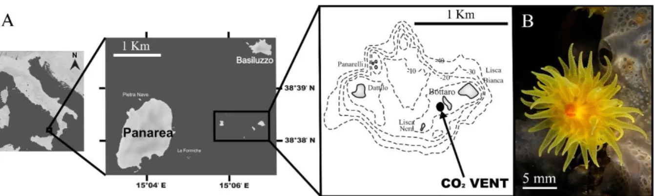 Figure 1. (A) Study site. Map of the study site near Panarea Island (Aeolian Archipelago, Italy)