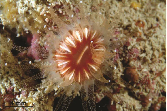 Figure 1. Living specimens of Caryophyllia inornata at Elba Isle (42°45’N, 10°24’E) by the courtesy  of the nature photographer Gianni Neto