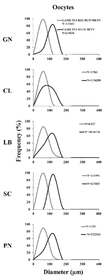 Figure 3. Oocyte size/frequency distribution in the recruitment and maturity periods. Distribution of  the oocytes size during gametes recruitment period (gray line) and gametes maturity period (black line)